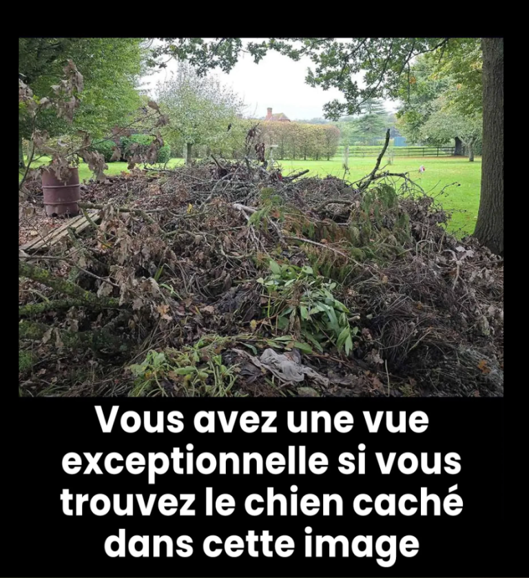 Seules les personnes à la vue perçante trouveront le chien caché dans cette image