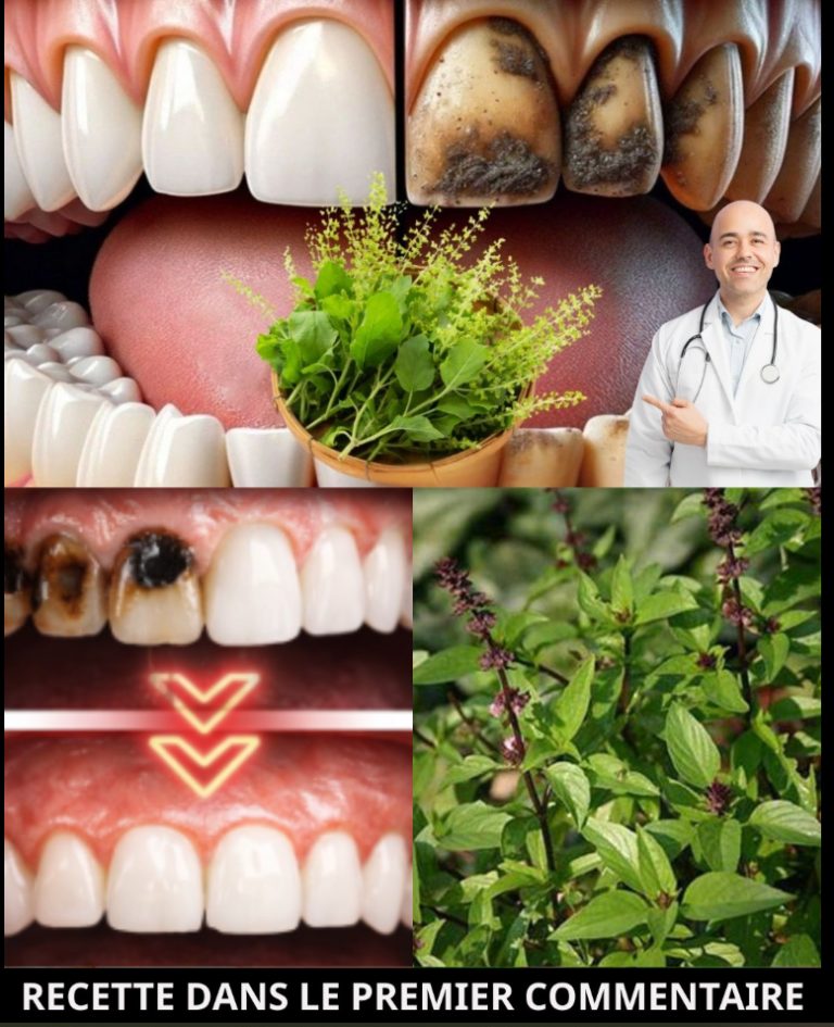 Découvrez le secret d’un sourire éclatant : comment le basilic sacré (Tulsi) transforme votre santé bucco-dentaire ! 🦷