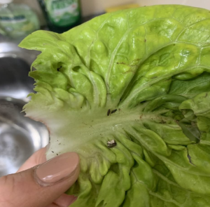 Elle achète une salade chez Aldi et fait une découverte horrible : « des traces de…