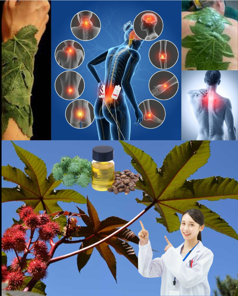 🌿 Découvrez l'or caché dans votre jardin : le pouvoir étonnant des feuilles de ricin