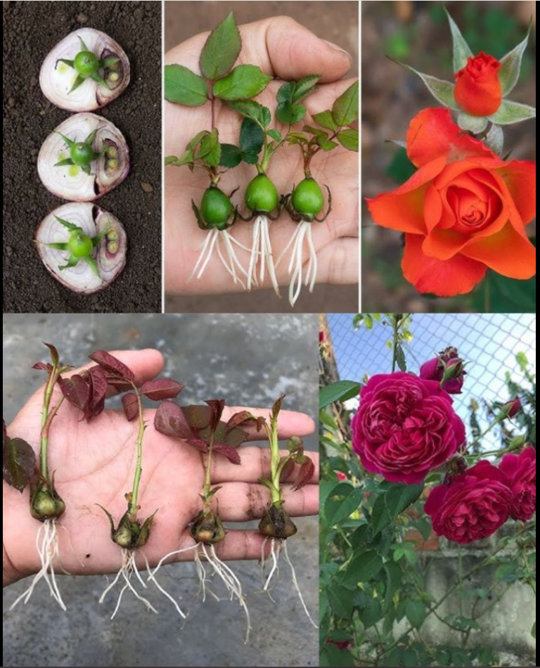 Un guide complet pour cultiver les roses à partir du calice du rosier