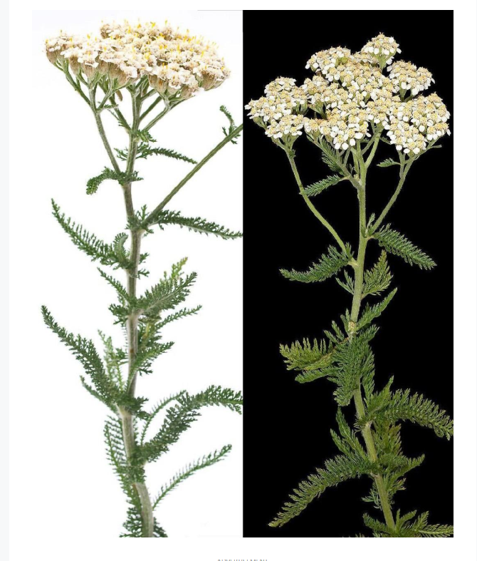 Yarrow Powerhouse : 30 anciens avantages de « l’herbe des dieux » et comment l’utiliser