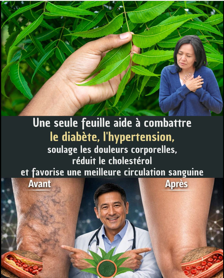 La solution contre le “tueur silencieux” : comment UNE feuille ancienne pourrait révolutionner votre santé après 40 ans