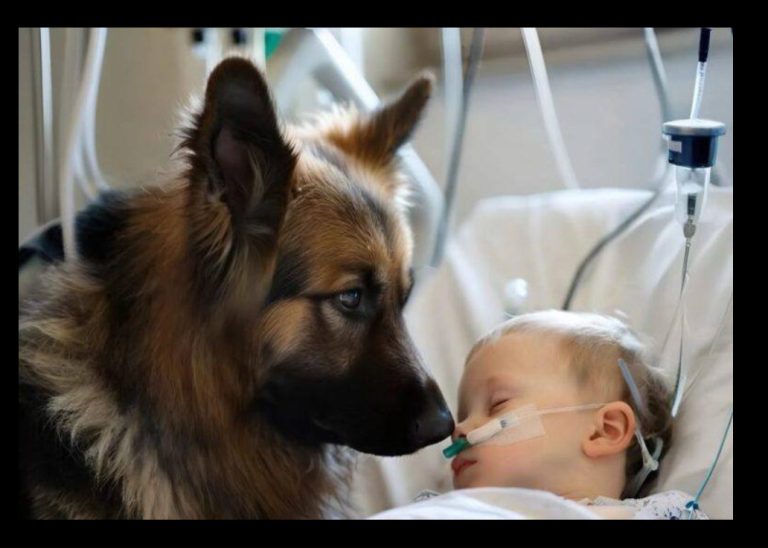 Quand un chien ravive l’espoir à l’hôpital